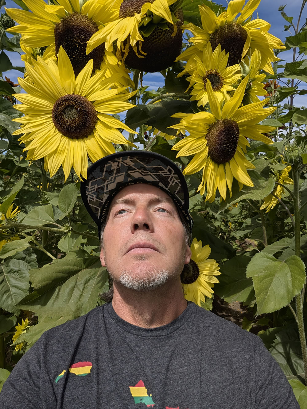 Sunryez among sunflowers
